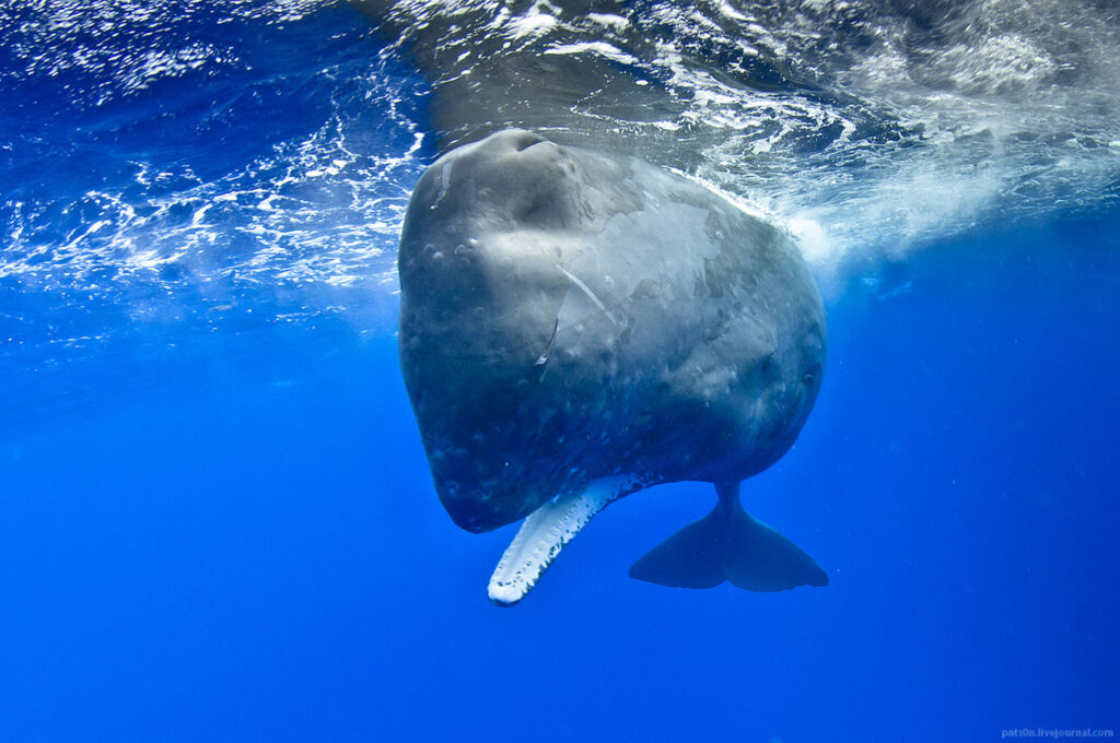 A sperm whale under wather in Madeira seas that sometimes people may watch in a Whale and Dolphin watching experience by Madeira Sea Emotions
