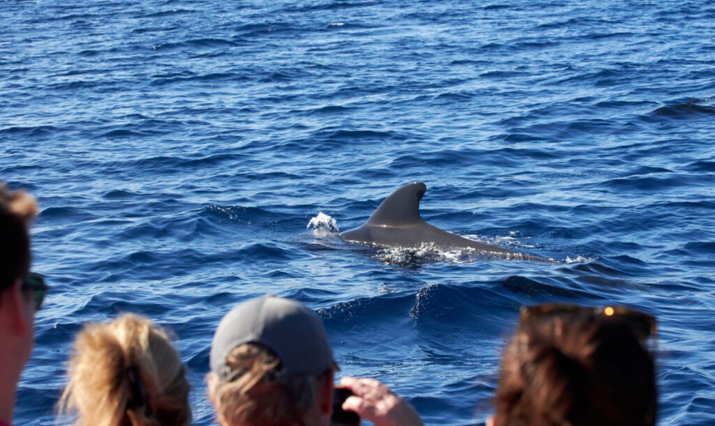 People watching a dolphin emerging in the sea, from a boat from Madeira Sea Emotions Tour a Dolphin watching experience by Madeira Sea Emotions.