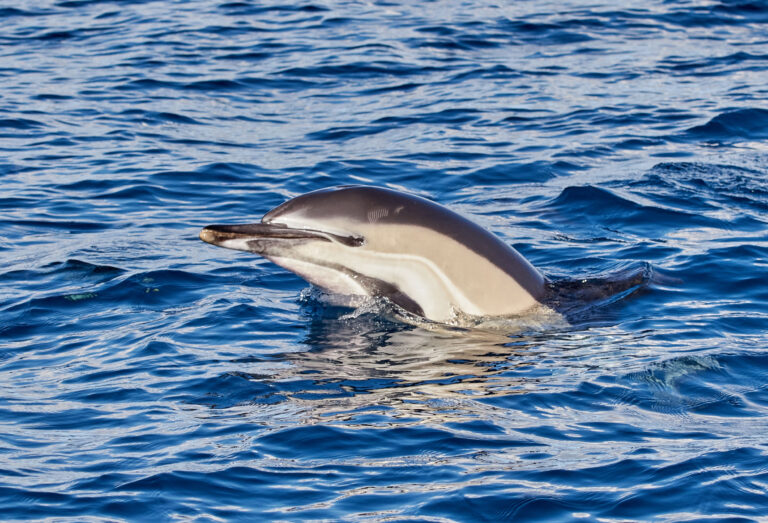 A dolphin emerging in Madeira sea, that sometimes people may watch in a Whale and Dolphin watching experience by Madeira Sea Emotions