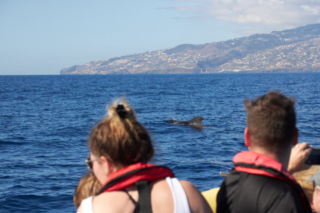 People on a boat watching a dolphing emerge for air in the sea and madeira island in the horizon. An experience by Madeira Sea Emotions.