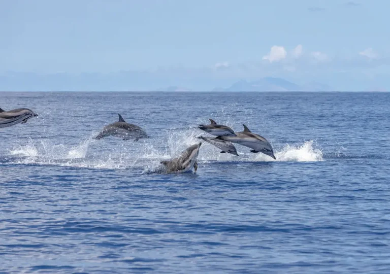 Multiple dolphins jumping in the water. A photograph taken during a whale and dolphin watching trip, an experience by Madeira Sea Emotions.