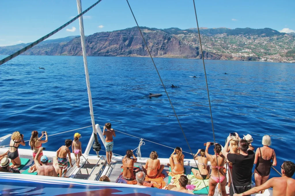 People on a catamaran watching dolphins swim in the sea, an experience by VMT Madeira.