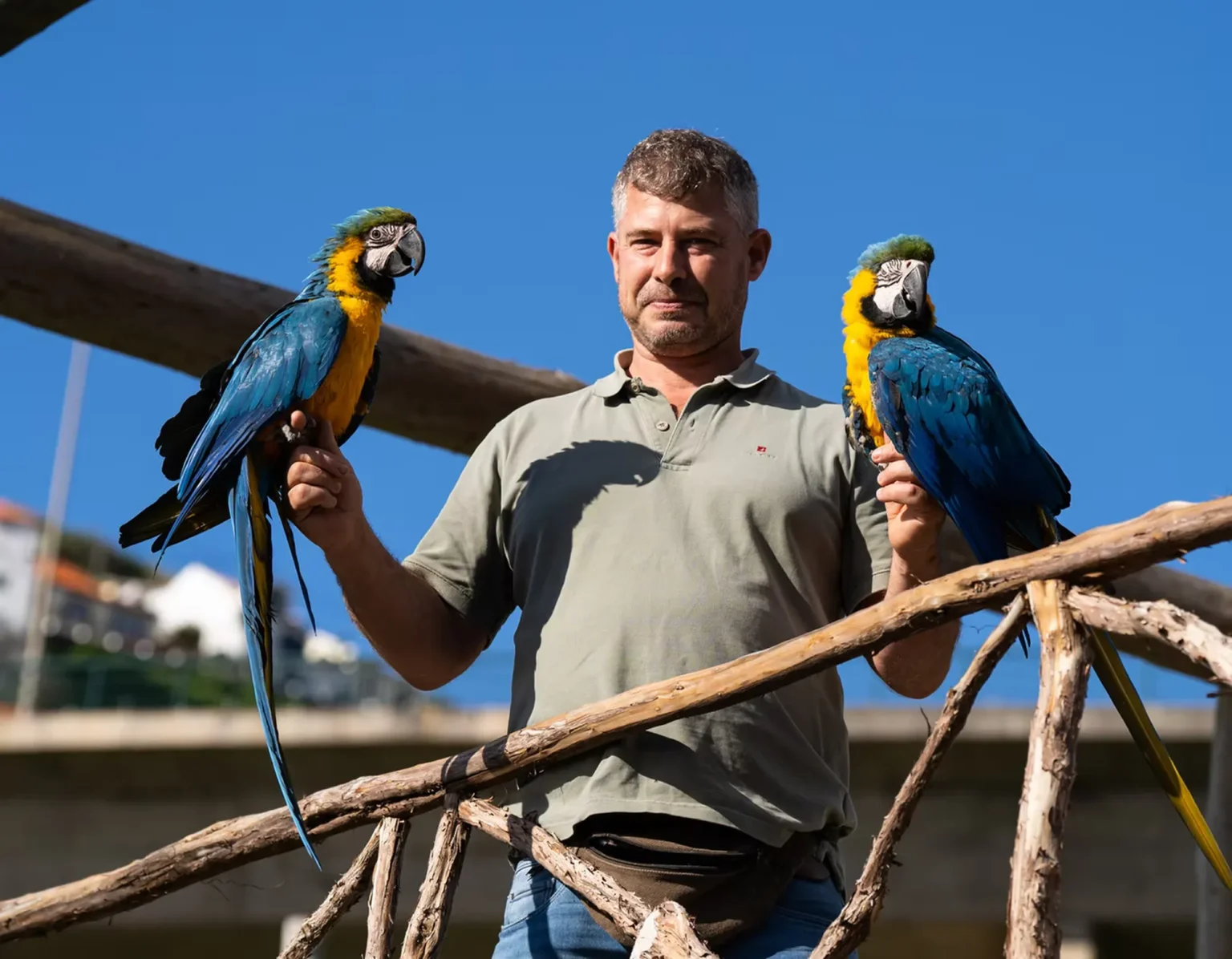 A bid keeper holding two Blue-throated Macaws at Ilha das Aves bird park.