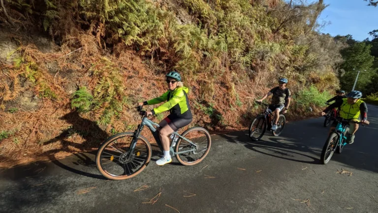 Small group of riders cycling uphill along a sunlit forest road lined with dry ferns on the Bike tour on the west coast of Madeira, an experience by Madeira Island Route.