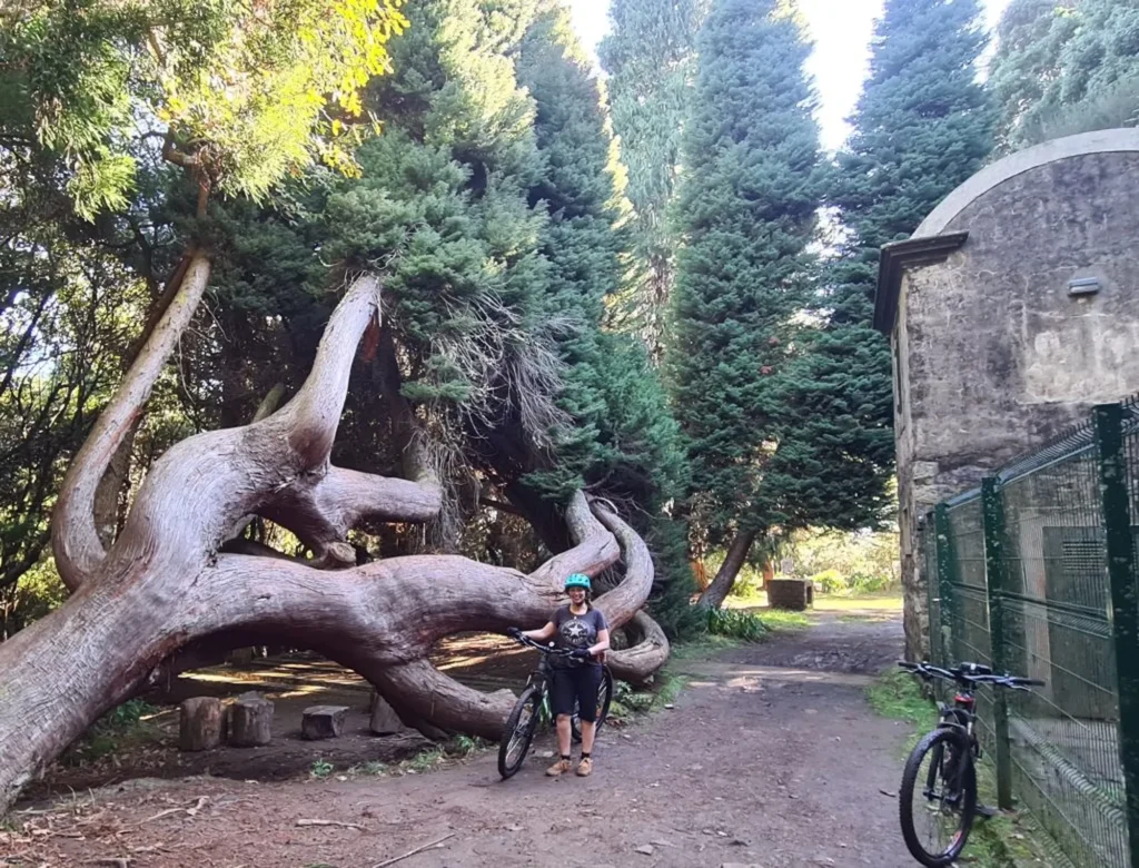 Rider standing with an e-bike beside a giant twisted tree in a forest clearing on the Levada da Camacha Trail by E-Bike, an experience by Madeira Island Route.