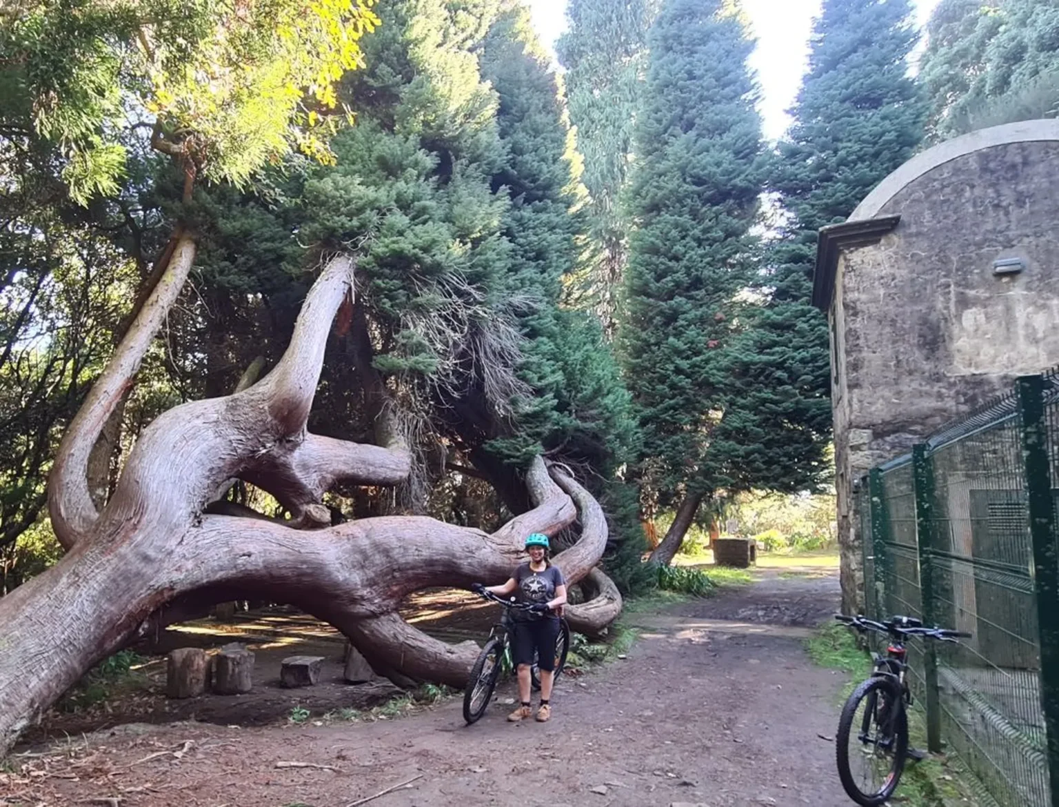 Rider standing with an e-bike beside a giant twisted tree in a forest clearing on the Levada da Camacha Trail by E-Bike, an experience by Madeira Island Route.