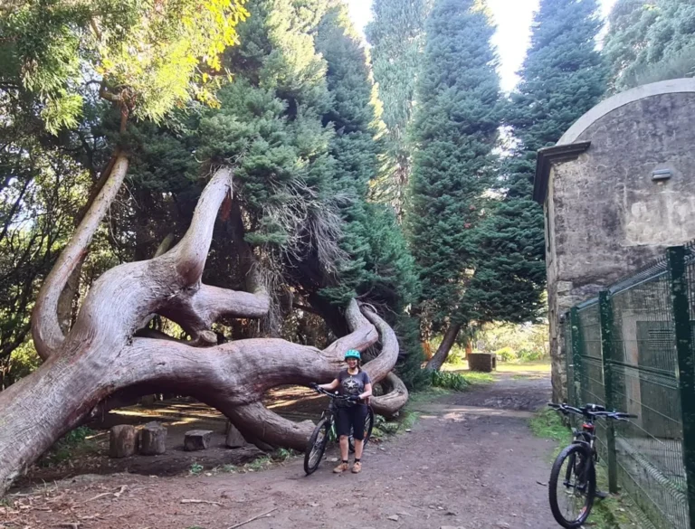 Rider standing with an e-bike beside a giant twisted tree in a forest clearing on the Levada da Camacha Trail by E-Bike, an experience by Madeira Island Route.