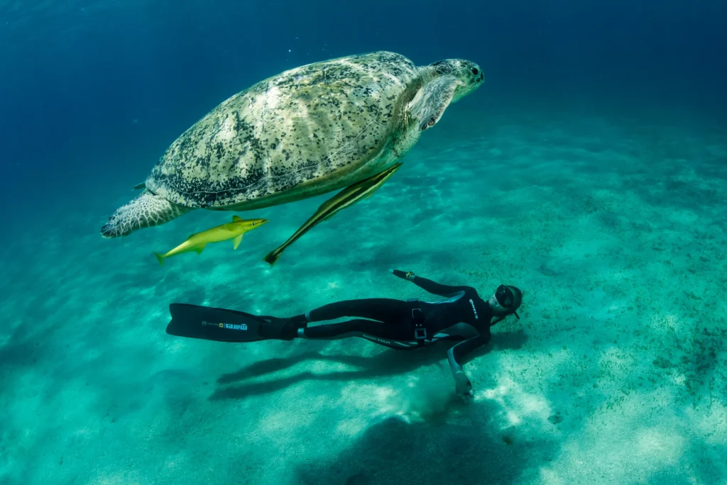 Scuba diving in Madeira, your underwater guide 7 Freediverdiving swimming with a turtle, an experience by Scorpio Madeira