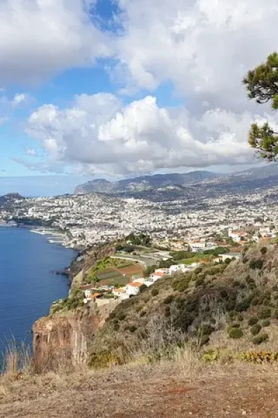 Funchal bay and city seen from a clifftop viewpoint framed by a pine tree, with the mountains behind