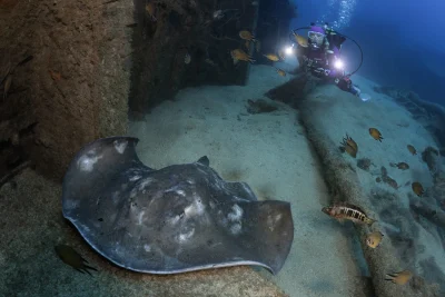 eversoul-diving-with-stingrays-01