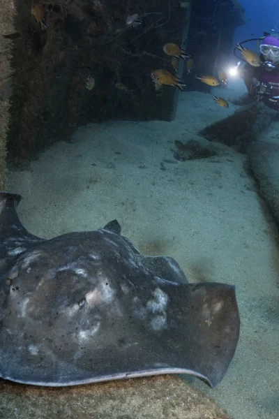 eversoul-diving-with-stingrays-01