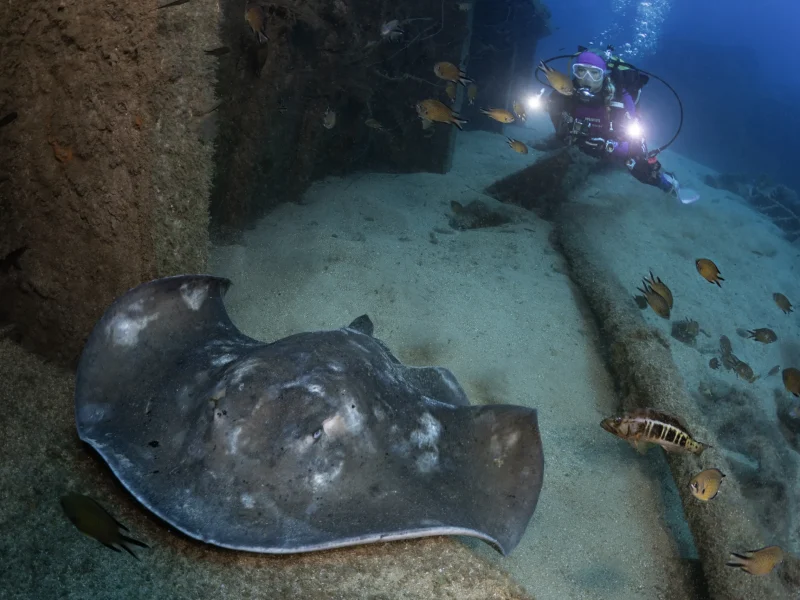eversoul-diving-with-stingrays-01