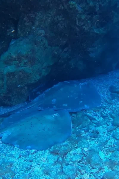 scorpio-madeira-diving-with-stingrays-30