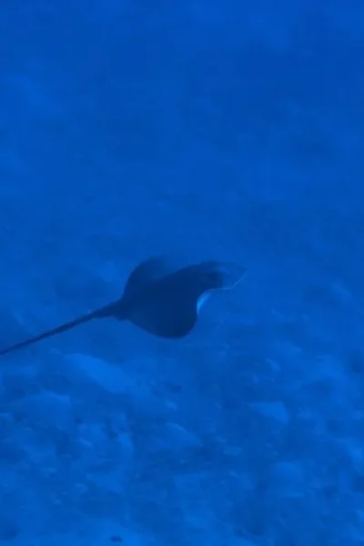 scorpio-madeira-diving-with-stingrays-32