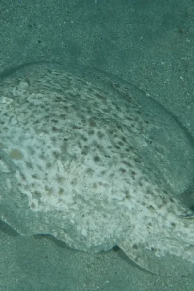 scorpio-madeira-diving-with-stingrays-33
