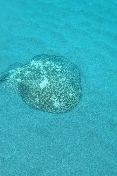 scorpio-madeira-diving-with-stingrays-34
