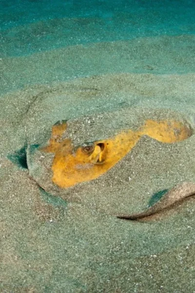 scorpio-madeira-double-dive-by-boat-64