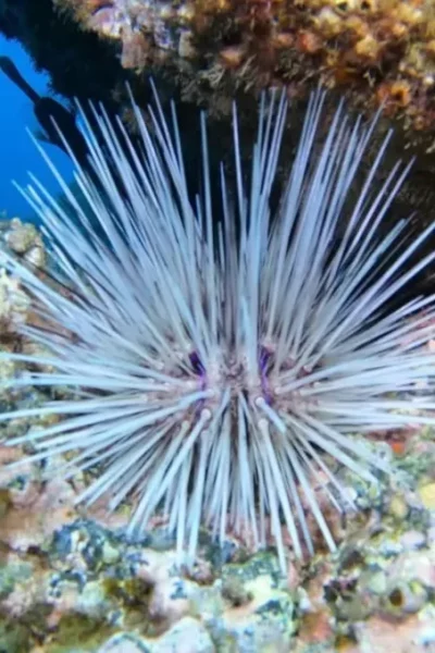 scorpio-madeira-double-dive-by-boat-33