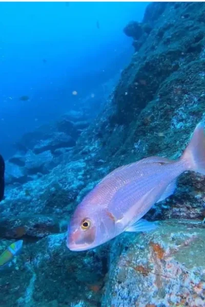 scorpio-madeira-double-dive-by-boat-34