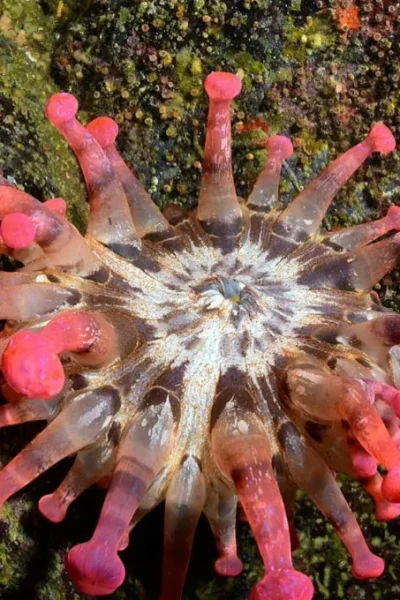 scorpio-madeira-double-dive-by-boat-38