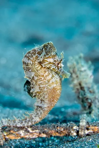 scorpio-madeira-course-ssi-scuba-diver-35