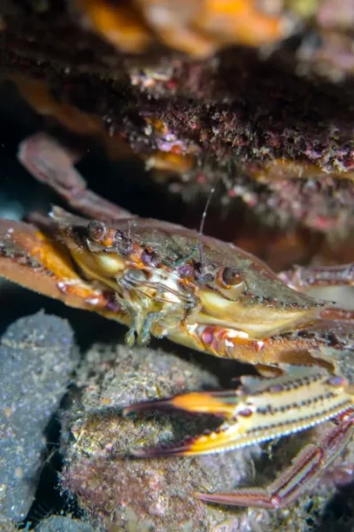 scorpio-madeira-try-scuba-diving-31