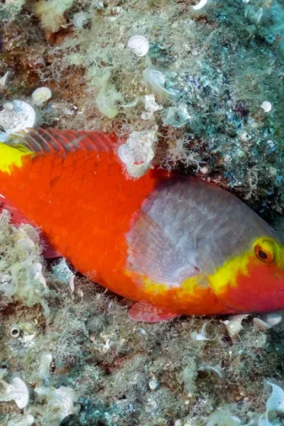 scorpio-madeira-try-scuba-diving-37