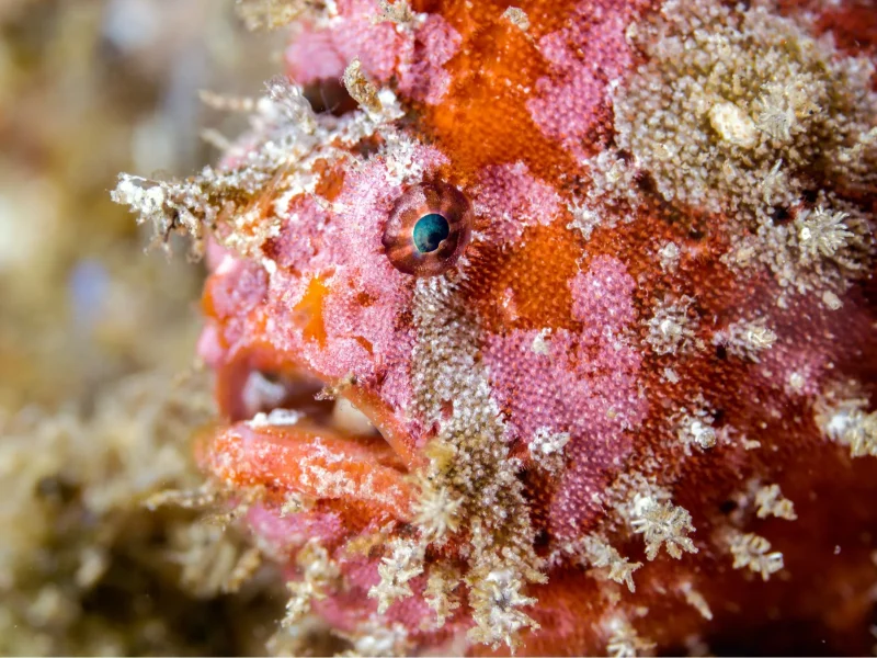 eversoul-double-shore-diving-01