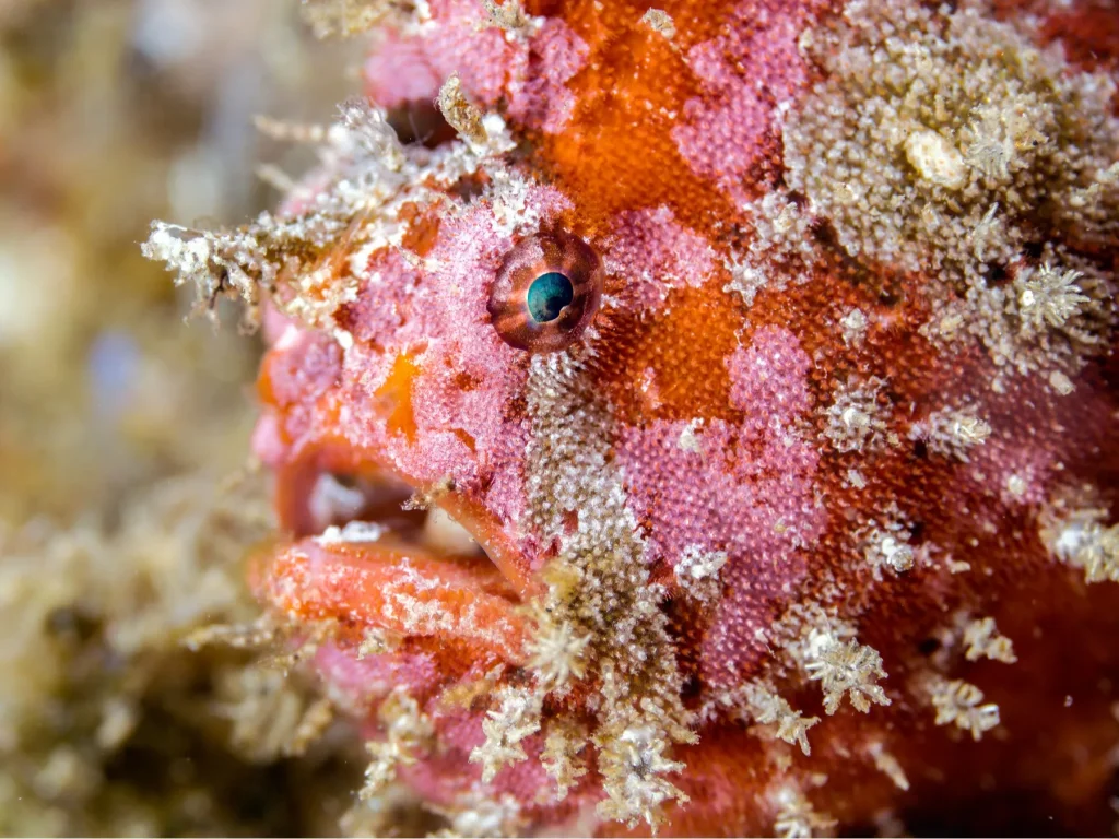 eversoul-double-shore-diving-01