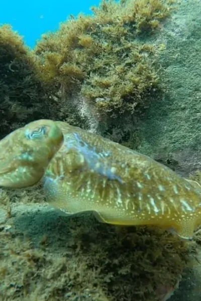 scorpio-madeira-double-shore-diving-39