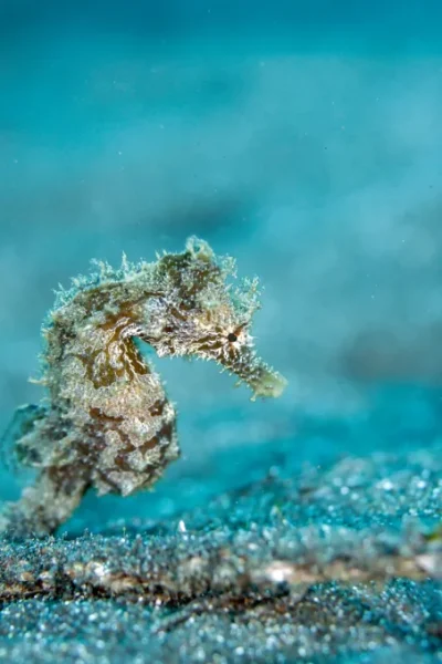 scorpio-madeira-double-shore-diving-45