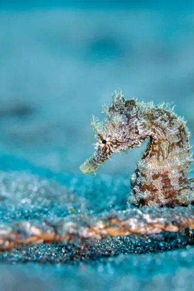 scorpio-madeira-house-reef-diving-35