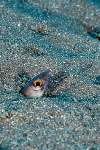 scorpio-madeira-house-reef-diving-47