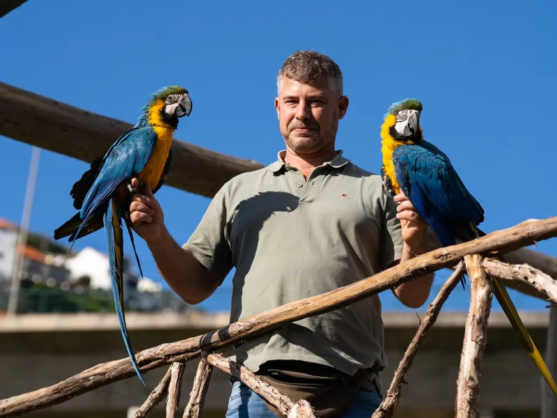 A bid keeper holding two Blue-throated Macaws at Ilha das Aves bird park.
