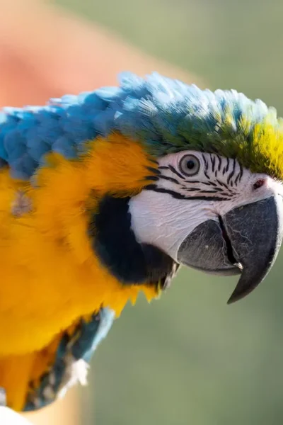 Blue-throated Macaw, one of the birds at Ilha das Aves bird park.