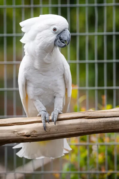 A White Cockatoo, one of the birds at Ilha das Aves bird park.