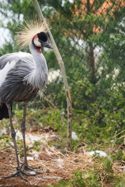 An Eastern Whooping Crane, one of the birds at Ilha das Aves bird park.