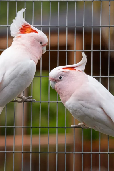 Two Pink cockatoos birds at Ilha das Aves bird park.