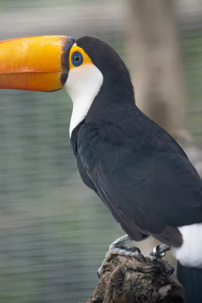 A Toco Toucan, one of the birds at Ilha das Aves bird park.