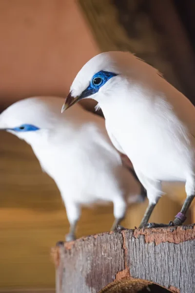 A couple of Bali Maina birds at Ilha das Aves bird park.
