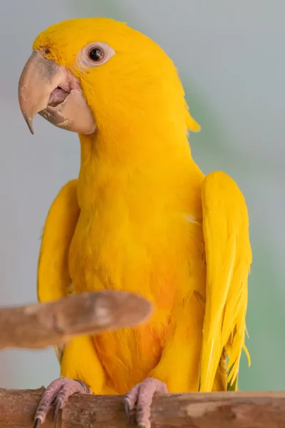 A yellow Guaruba, one of the birds at Ilha das Aves bird park.