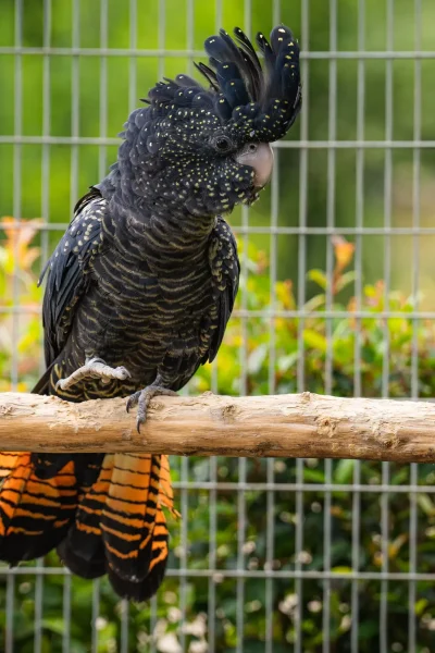 A Red-tailed Black Cockatoo, one of the birds at Ilha das Aves bird park.