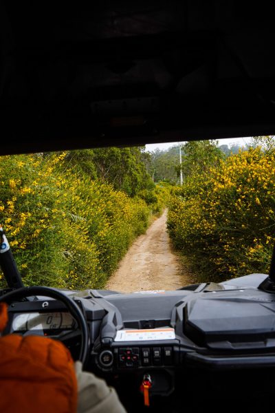View from inside a buggy driving along a narrow dirt trail lined with dense green bushes covered in yellow flowers in the mountains of Madeira, during an adventure buggy tour by Buggy Funtrip Madeira.