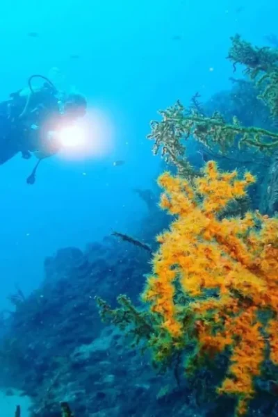 scorpio-madeira-double-dive-by-boat-30