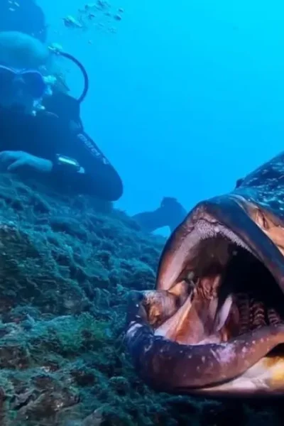 scorpio-madeira-double-dive-by-boat-37