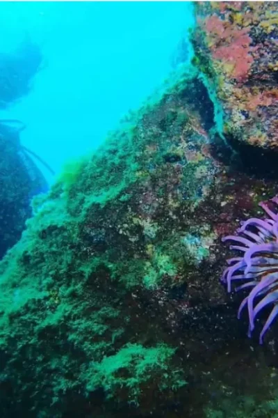 scorpio-madeira-double-dive-by-boat-39