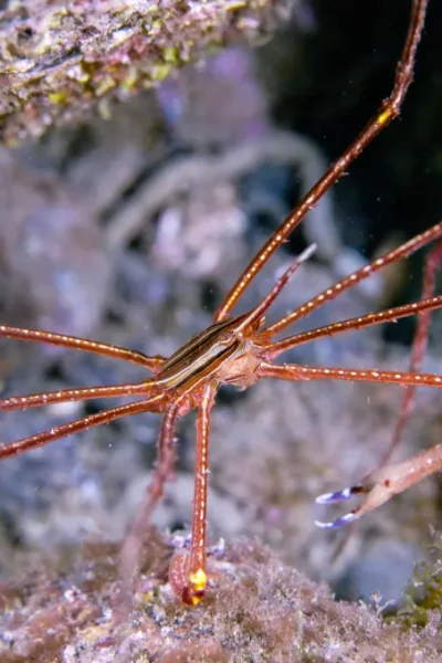 scorpio-madeira-try-scuba-diving-30