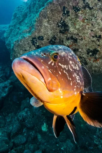 scorpio-madeira-course-ssi-scuba-diver-46