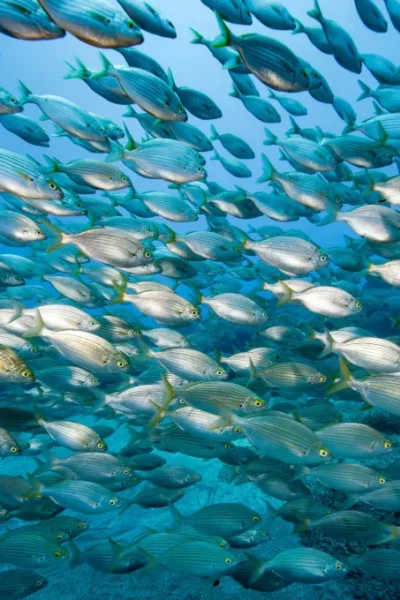 scorpio-madeira-madeira-full-day-dive-pack-44