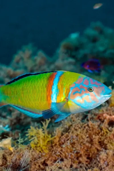 scorpio-madeira-madeira-full-day-dive-pack-47